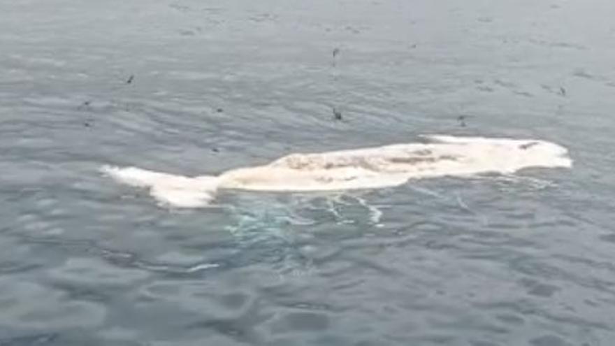 El cadáver de un cetáceo apareció flotando cerca de la playa de Orpesa