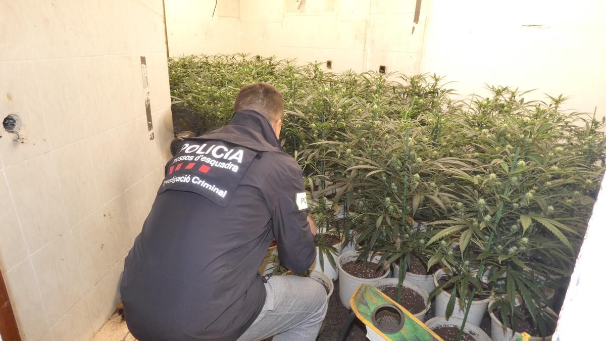 Los Mossos desmantelan una plantación en Montcada i Reixac