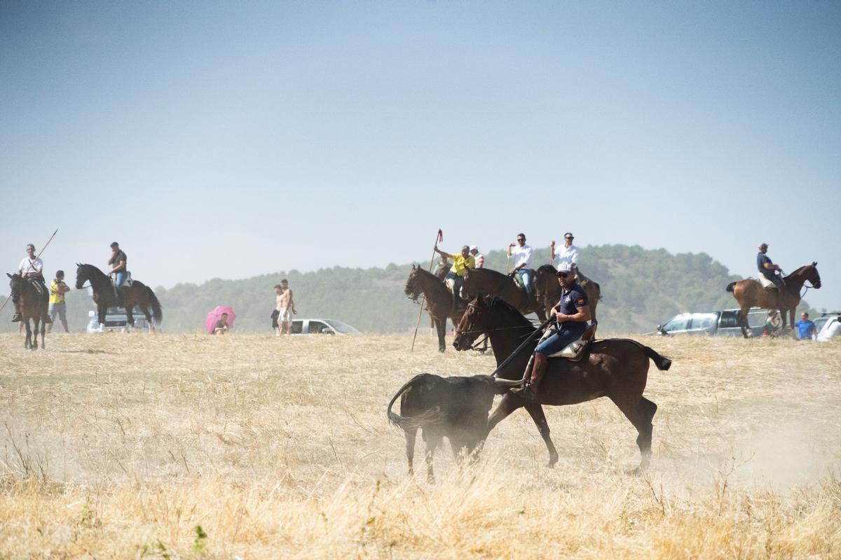 GALERÍA| Multitudinario encierro de campo en Moraleja del Vino GALERÍA| Multitudinario encierro de campo en Moraleja del Vino
