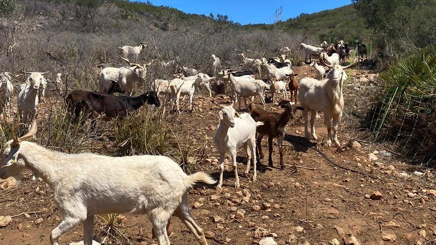 Un rebaño de 150 cabras para salvar del fuego la Muntanyeta de El Verger
