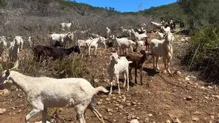 Un rebaño de 150 cabras para salvar del fuego la Muntanyeta de El Verger