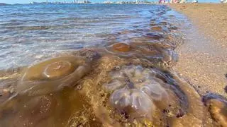 El temporal trae una invasión de medusas a La Manga del Mar Menor