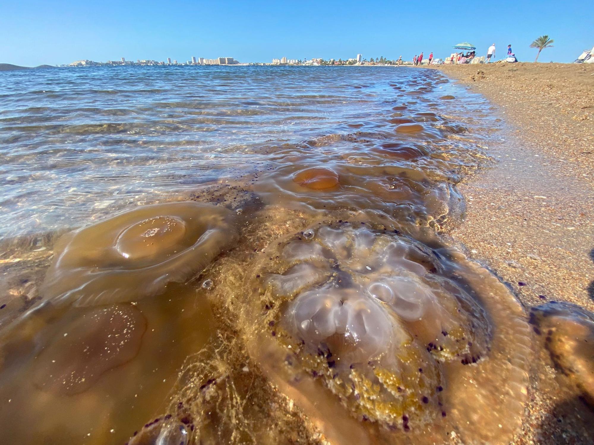 La Manga del Mar Menor sufre una invasi n de medusas por el temporal