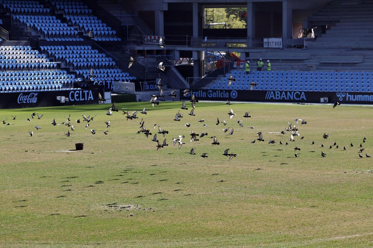 El Celta inicia la retirada del césped dañado en Balaídos