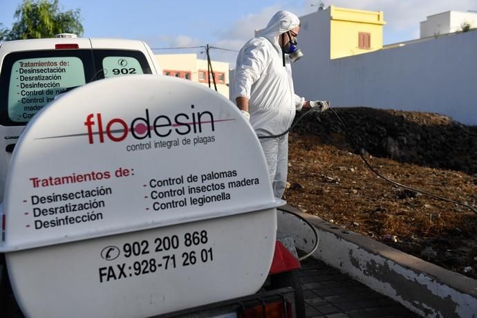 PLAGA DE PULGAS EN CARRIZAL