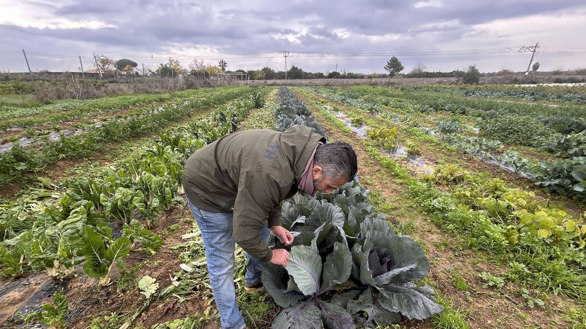 Explotación de hortalizas ecológicas en Valencia, en una imagen de 2025.