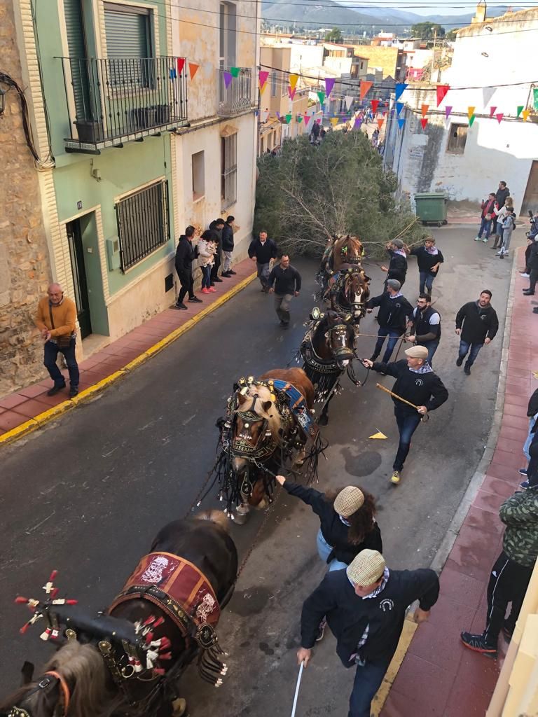 Les millors imatges de l'entrada del Pi de les Quintes i els Quintos a Santa Magdalena