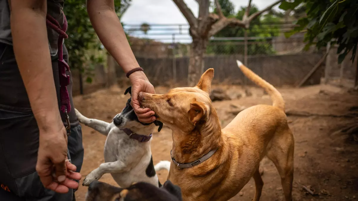 ¿Cuánto cuesta dejar a tu perro en una residencia canina de Canarias?
