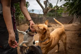 Una guardería para mascotas en Tenerife