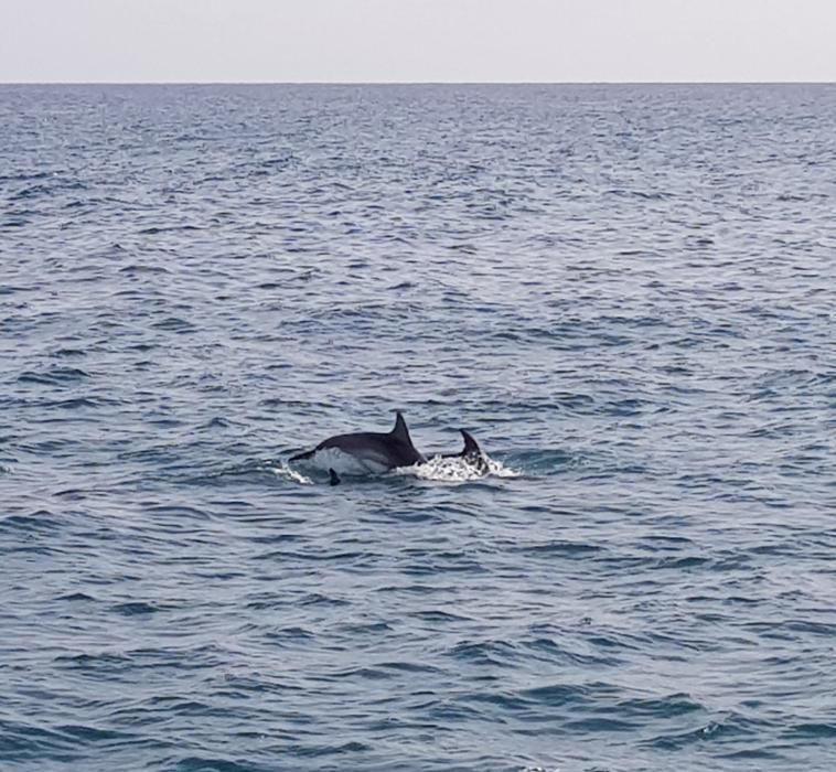 Avistan centenares de delfines en la costa de Dénia en apenas mes y medio