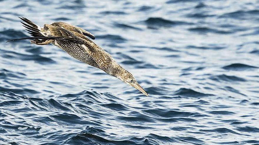 Un alcatraz en pleno lanzamiento de pesca, &quot;cazado&quot; por la cámara de Xoán Diéguez en uno de sus viajes en el &quot;Chasula&quot;.