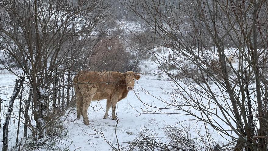 Una vaca entre la nieve en Sanabria.