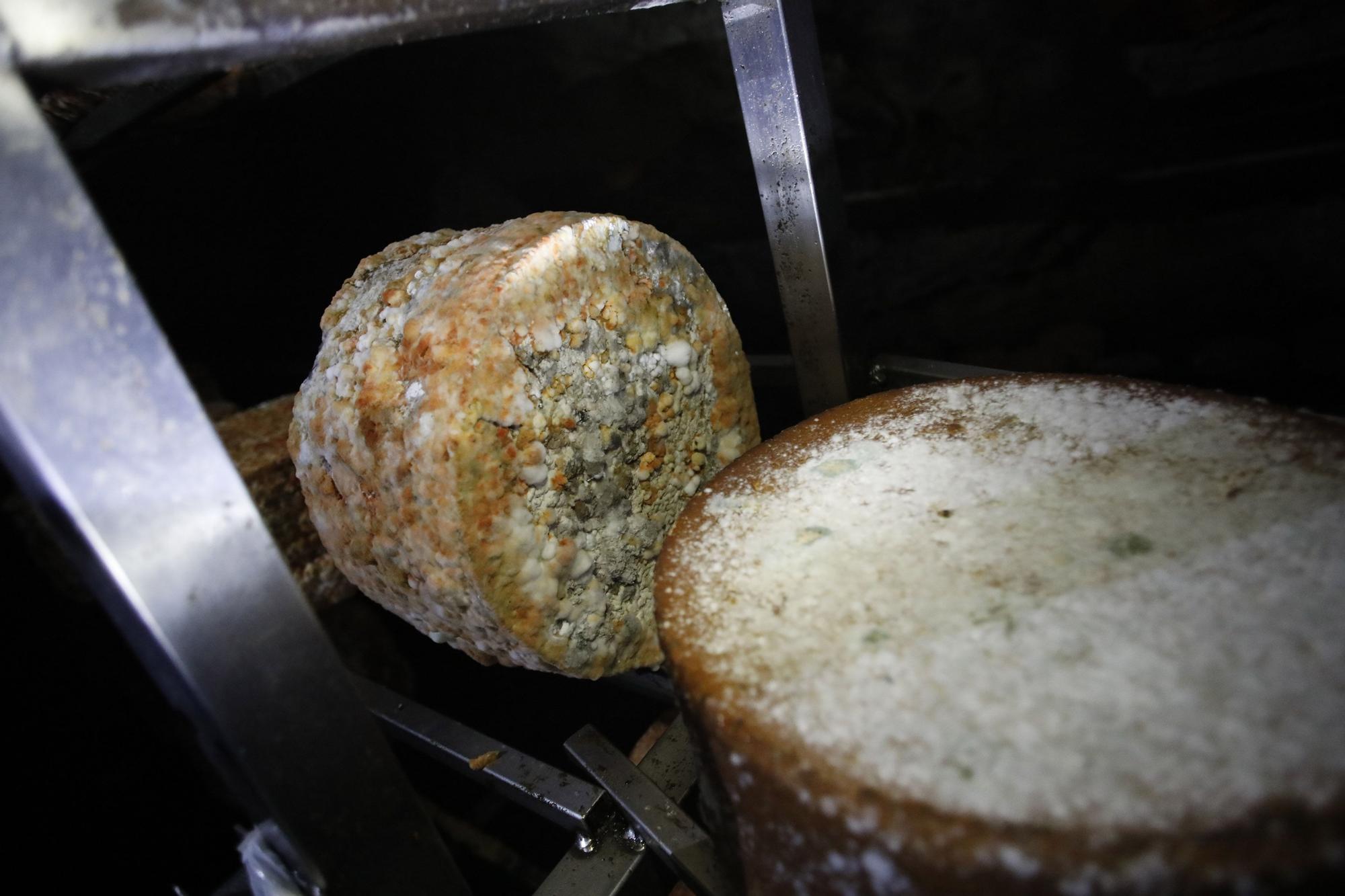 Así se elabora el gamonéu del Puertu: de la cueva a la mesa.