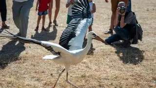 Alcalá suelta 20 cigüeñas blancas recuperadas para impulsar la especie: así ha sido el emocionante momento
