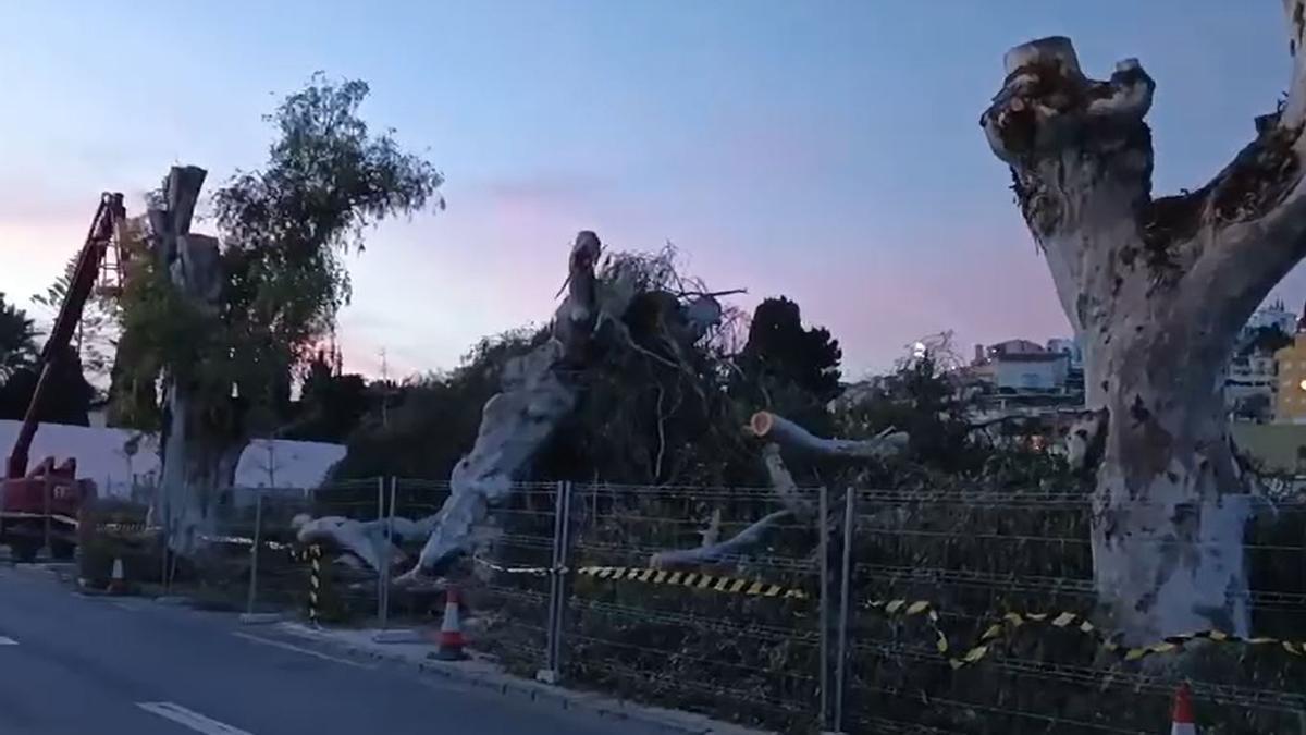 Con Málaga y vecinos denuncian la tala de cinco eucaliptos de unos 80 años en El Palo
