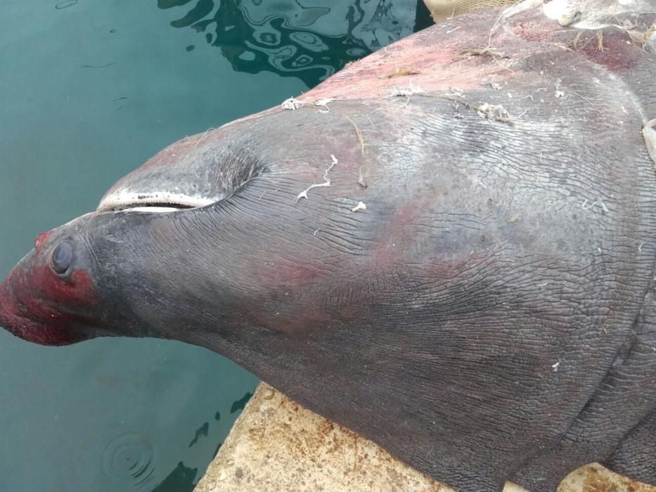 El pesquero descarga al tiburón de 8 metros en el puerto de Calp.