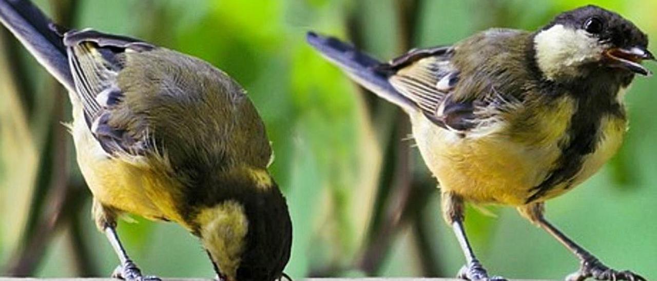 Cuando el covid-19 cambió el canto de los pájaros