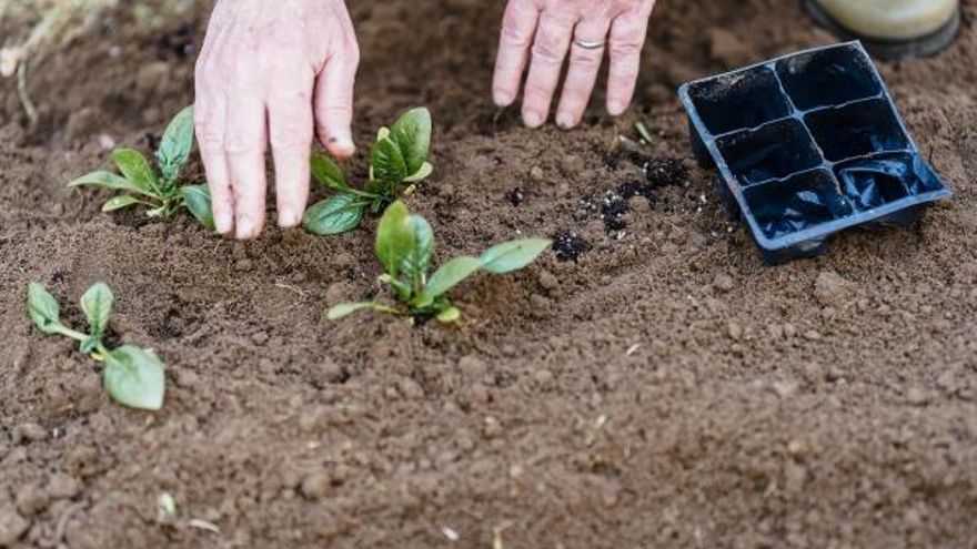 Evalúan el impacto de los fertilizantes fosfatados en la salud del suelo a corto plazo