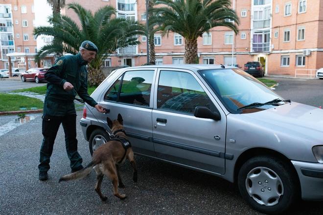 Exhibición de los perros de la Guardia Civil por San Antón