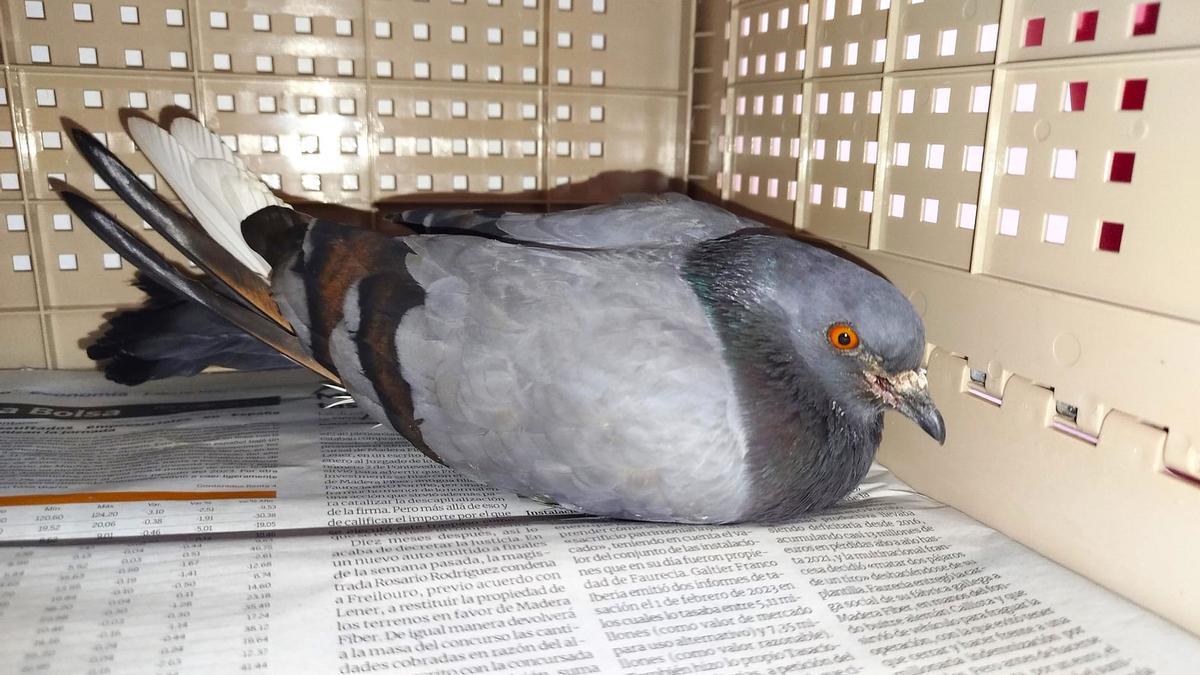 La paloma 'Travesía' se encuentra ingresada en una clínica veterinaria de Vigo, a la espera de se someta a pruebas para valorar sus heridas.