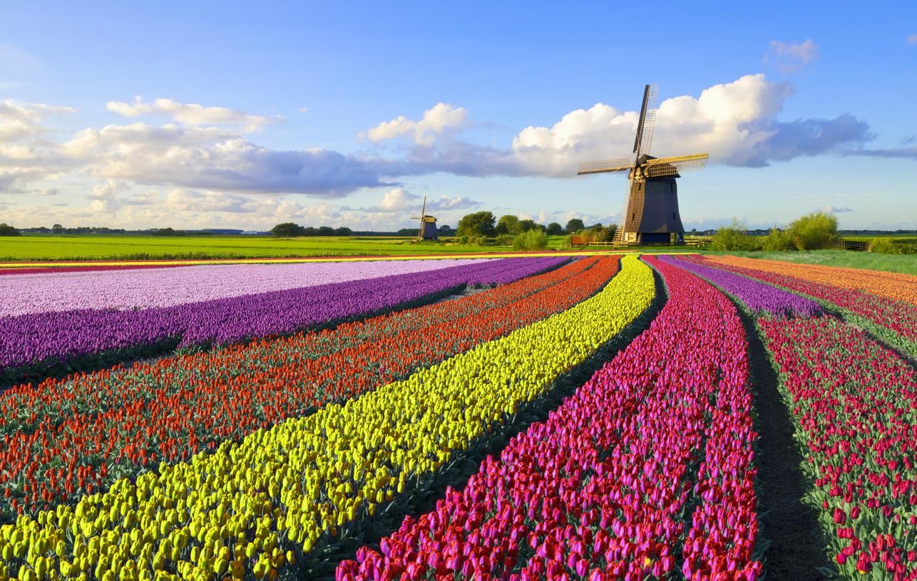 Países Bajos es conocido por sus extensos campos de tulipanes y sus molinos de viento