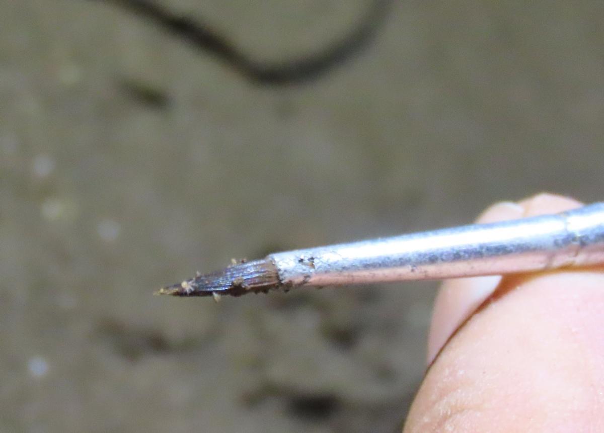 La nueva especie de araña mide apenas medio milímetro.