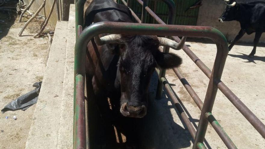 Vacas sayaguesas de Julio Pordomingo, camino del matadero. | Cedida
