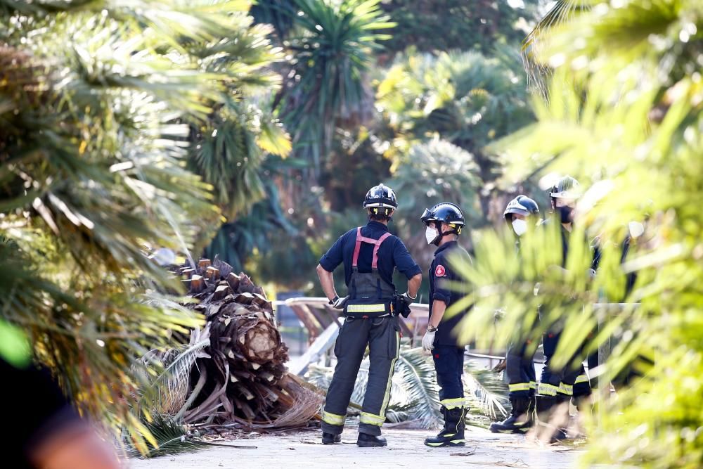 Un mort per la caiguda d'una palmera a Barcelona