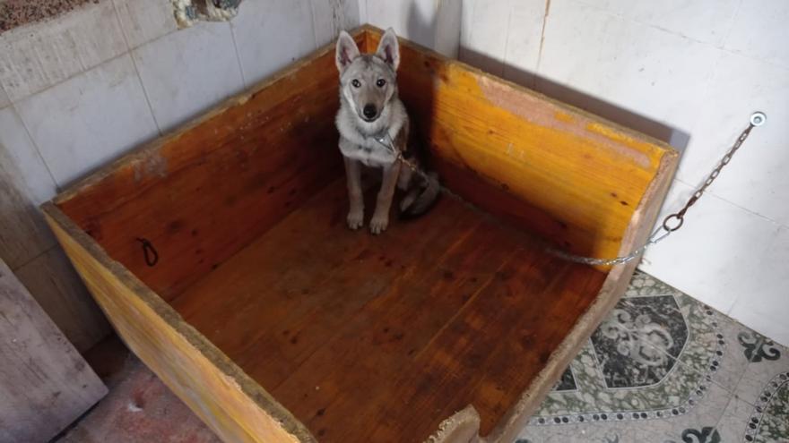 Encuentran en un inmueble de València una cachorra de lobo, gallos y una gallina junto a material para mutilar animales