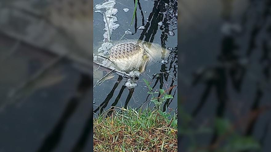 VÍDEO | Aparecen centenares de peces muertos en una laguna de Felanitx