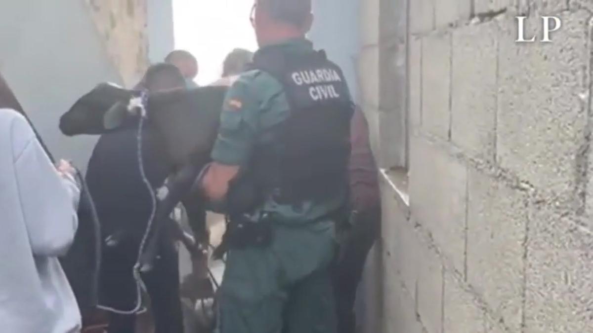 La Guardia Civil rescata animales ante la inminente llegada de la colada a las fincas de La Palma