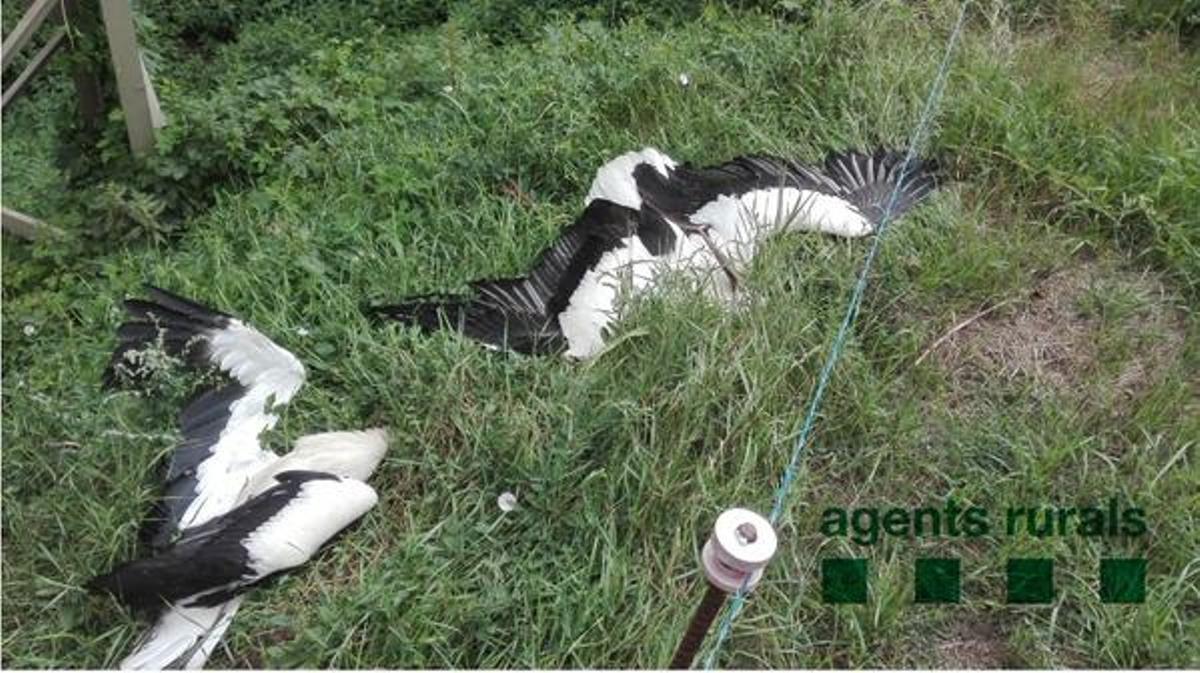 Cigonyes electrocutades per una instal·lació aèria