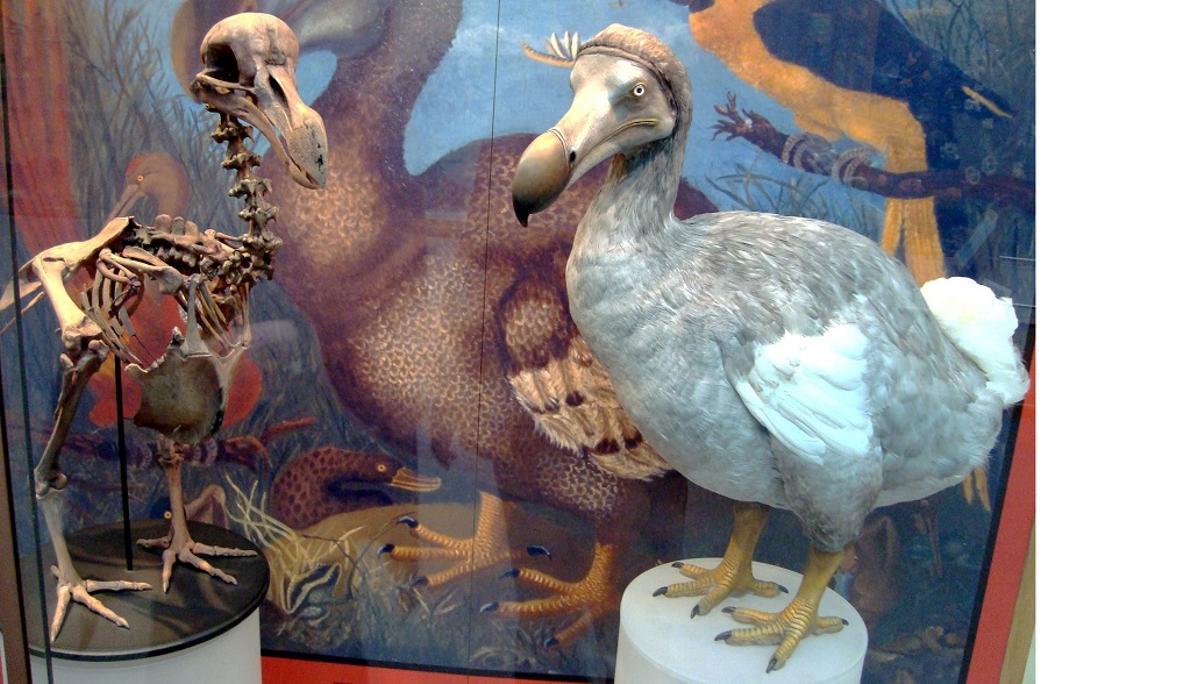 Reconstrucción de un dodo conservada en un museo