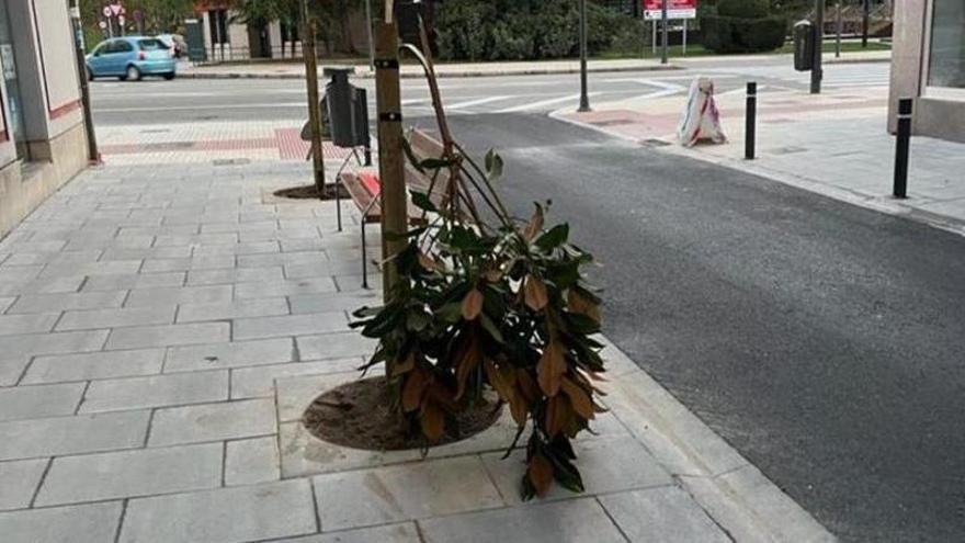 Árbol destrozado en la calle Magistral Romero.