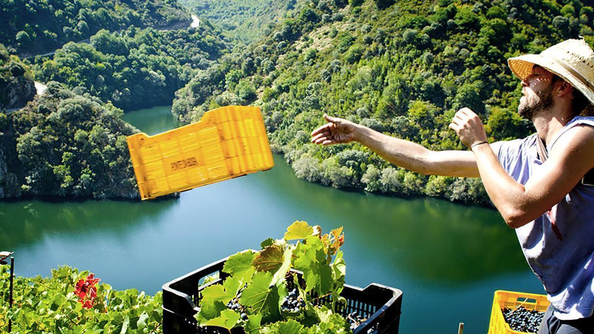 Vendimia manual en pendientes extremas sobre el Sil: la viticultura heroica es el corazón del trabajo en la Ribeira Sacra.