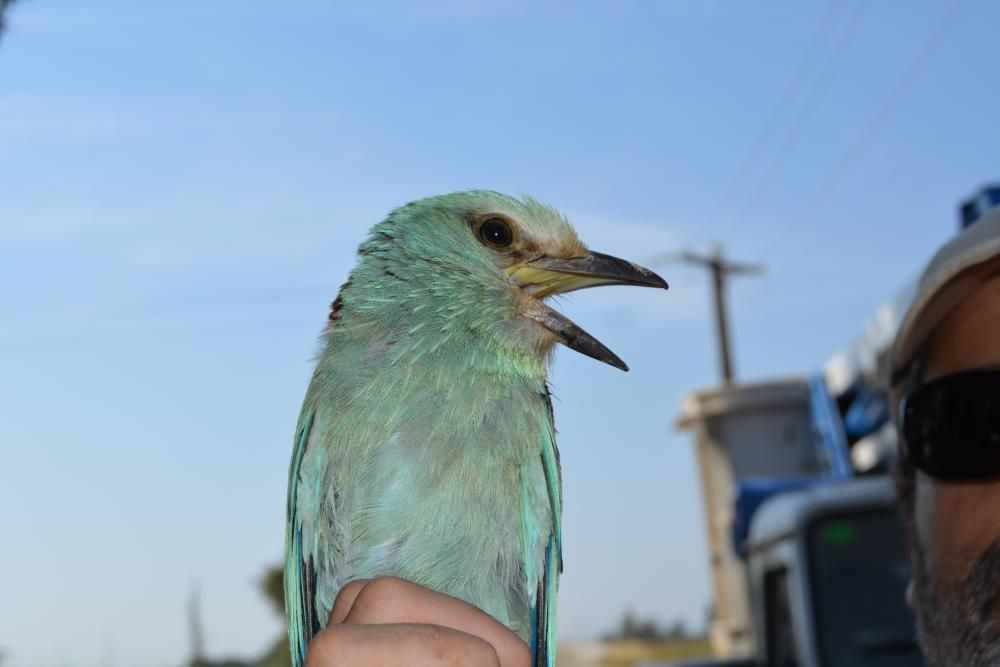 El gaig blau als Aiguamolls de l'Empordà