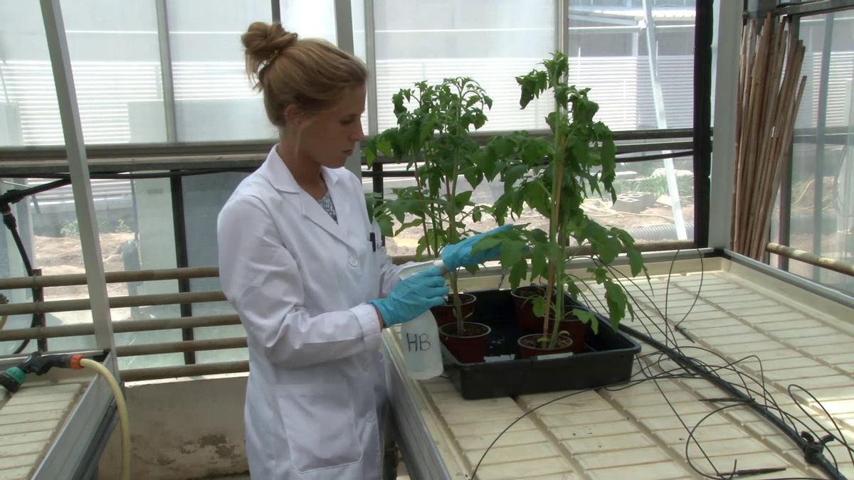 Un compost patentat per la UPV i el CSIC redueix l'impacte de la sequera i millora la productivitat en plantes de tomaca.