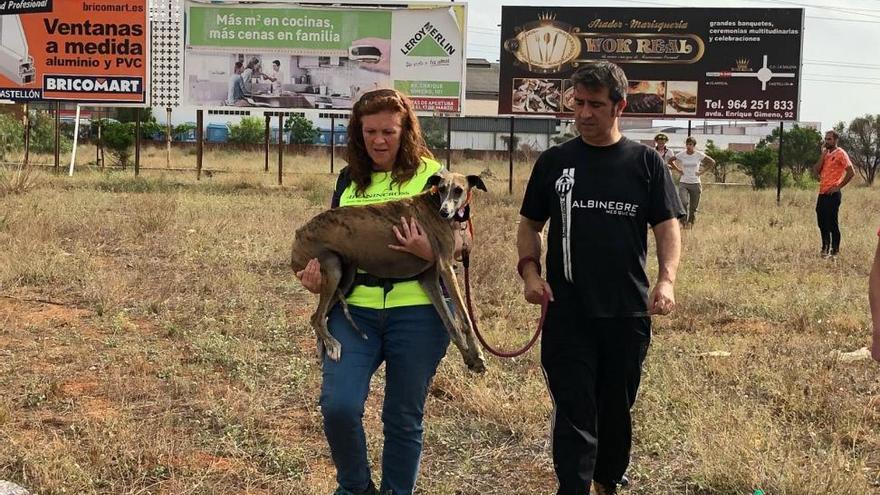 Un rescate frenético de 13 horas en busca de la galga Mariné