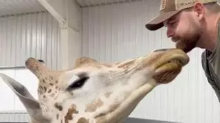¡El vídeo más tierno! Este quiropráctico que atiende a jirafas arrasa en redes por lo que pasa cuando le ajusta el cuello