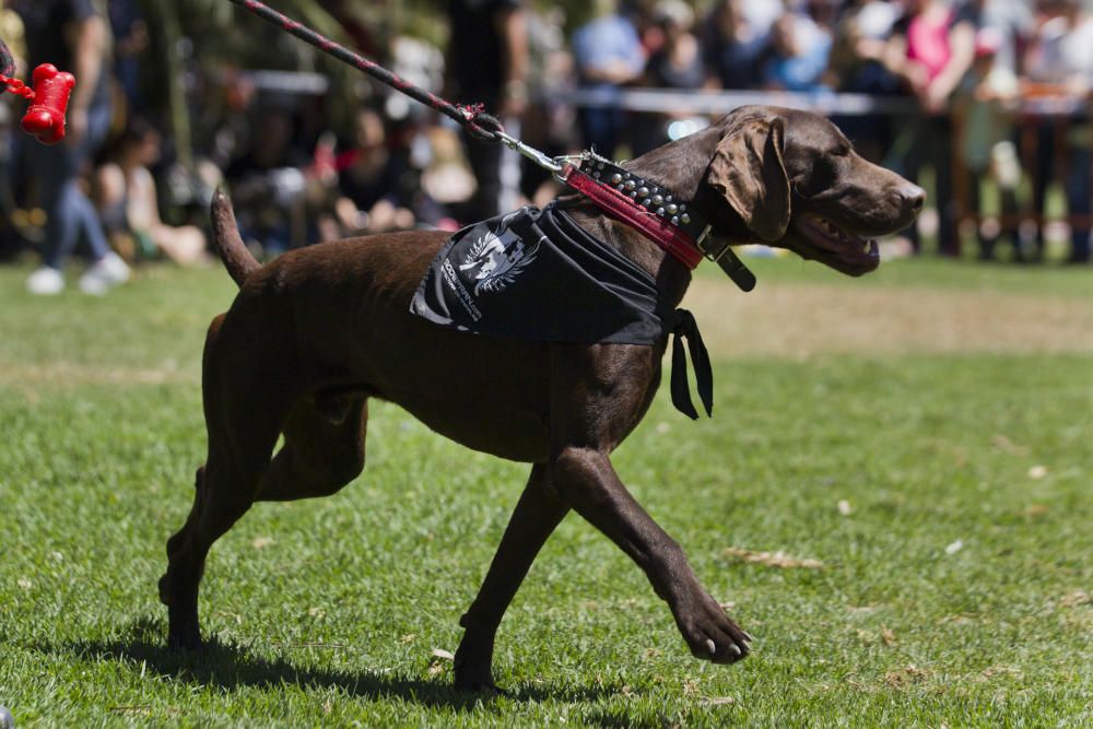 III Feria del Bienestar Animal en Valencia