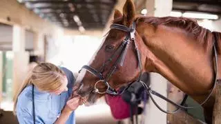 Nueva fecha para el inicio de las clases de Veterinaria en una nueva sede universitaria en Castellón