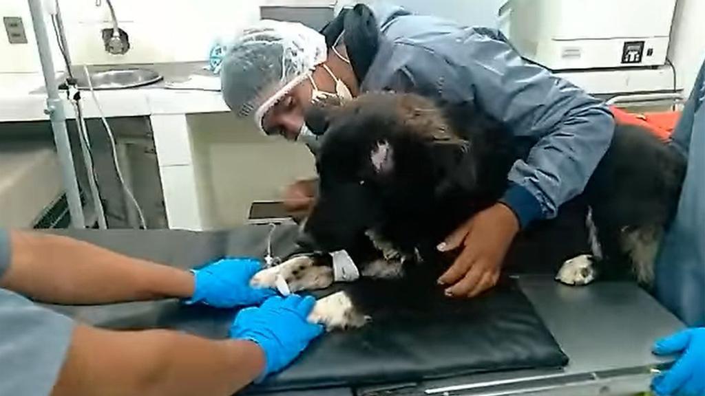 Un perro acaba apuñalado por intentar salvar a su dueña de la agresión de su expareja Un perro acaba apuñalado por intentar salvar a su dueña de la agresión de su expareja