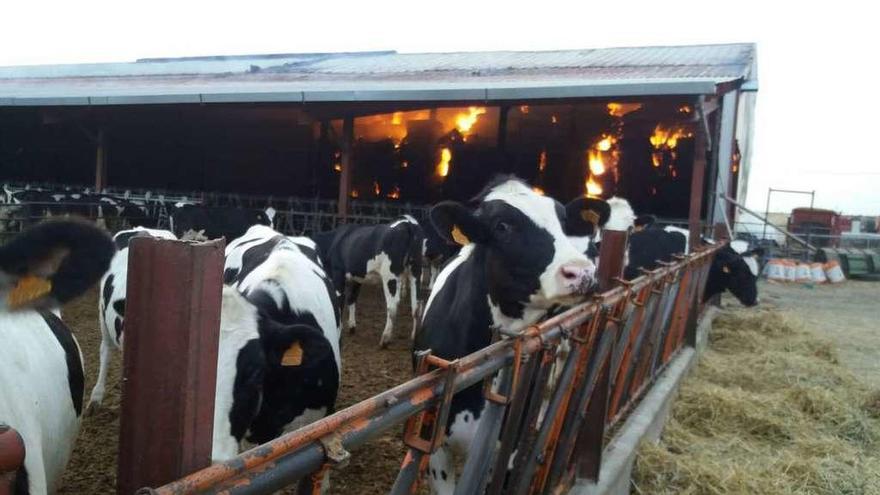 En primer plano las vacas de la instalación ganadera de Fuentesaúco con el edificio en llamas a escasos metros.