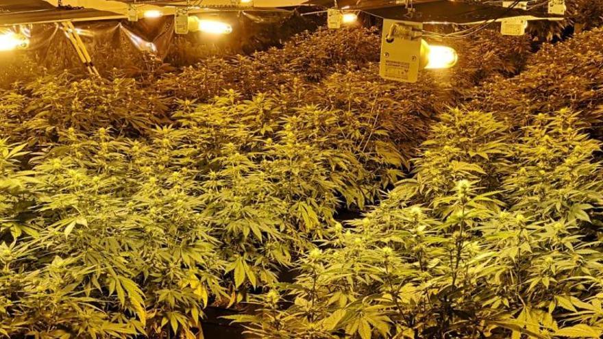 Absuelven a los tres acusados de cultivar más de 400 plantas de marihuana en Elda