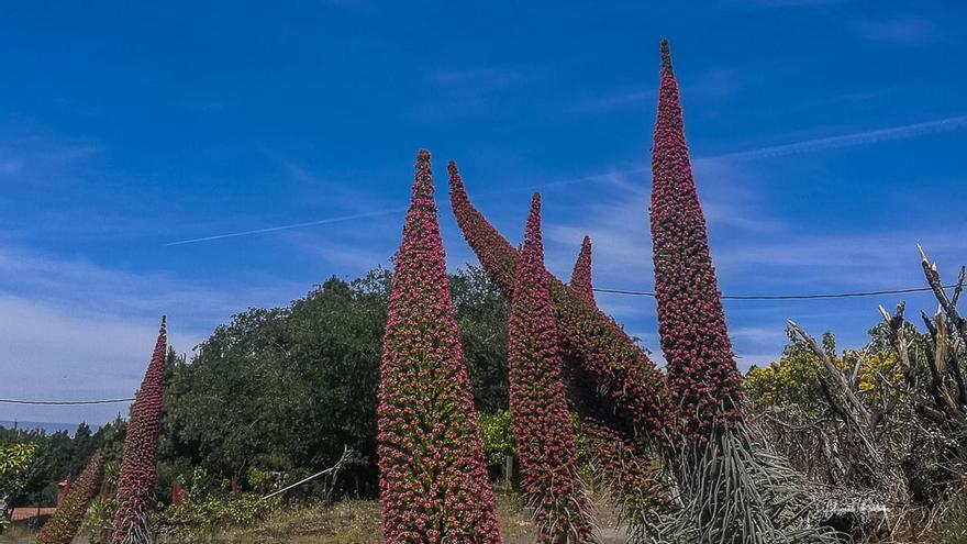 Tajinastes rojos en Gran Canaria