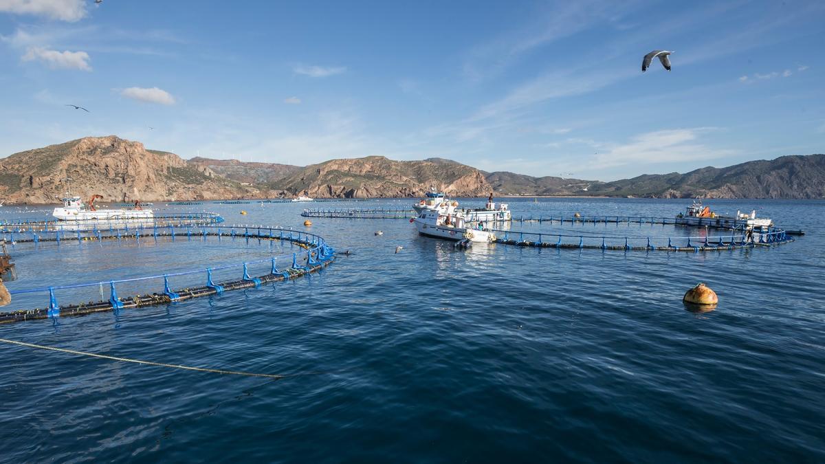 En la Región de Murcia se producen más de 6.000 toneladas de atún rojo al año.