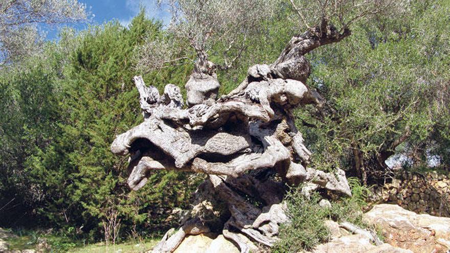 Gefahr für die Olivenbäume: Auch die EU will jetzt die Plage Xylella Fastidiosa bekämpfen.