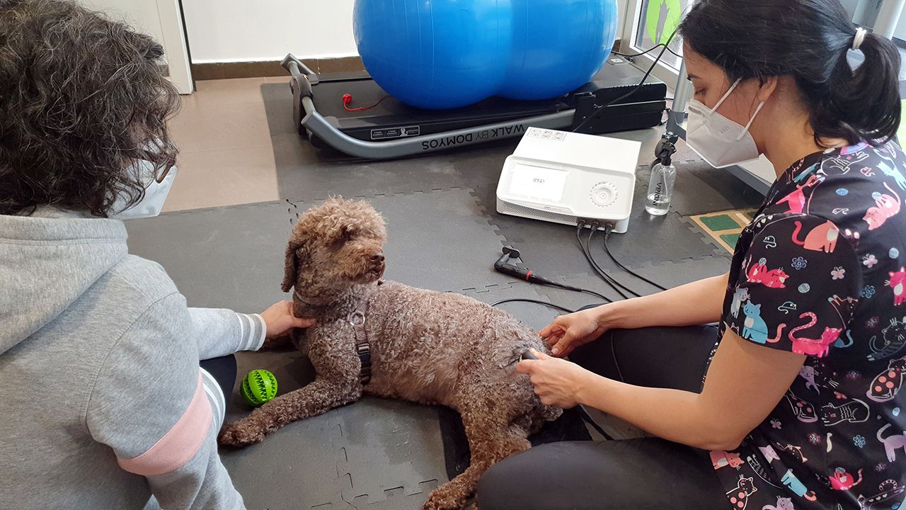 El tratamiento que recupera a Rafa Nadal llega a las mascotas