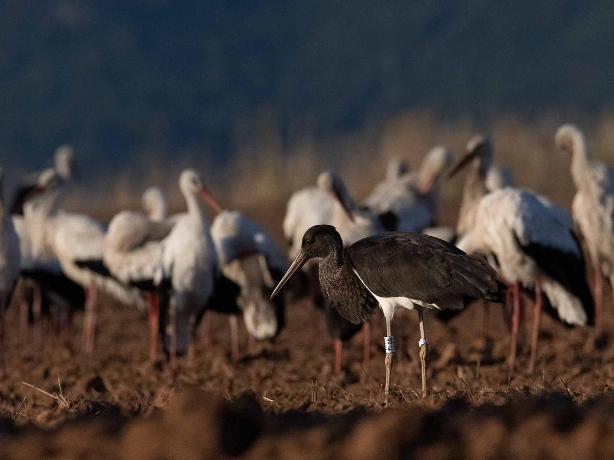 Cigonyes negres a Casserres