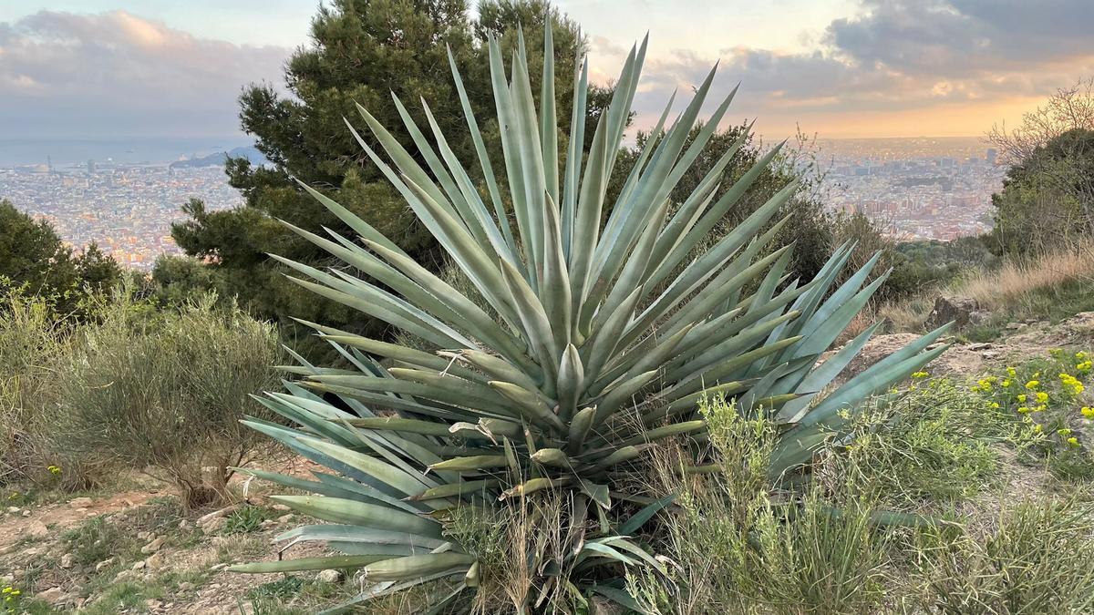 Muy cerca de este cactus está el columpio con vistas al Park Güell.